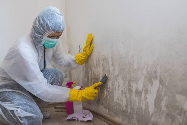 Professional Mold Removal in Holly Hill, FL